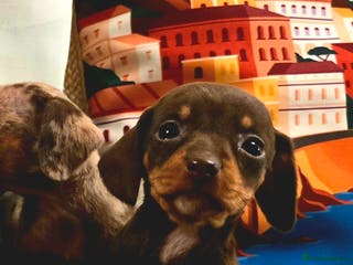 Miniature Dachshund dogs Quality extra tiny miniature daschund - Advert 5