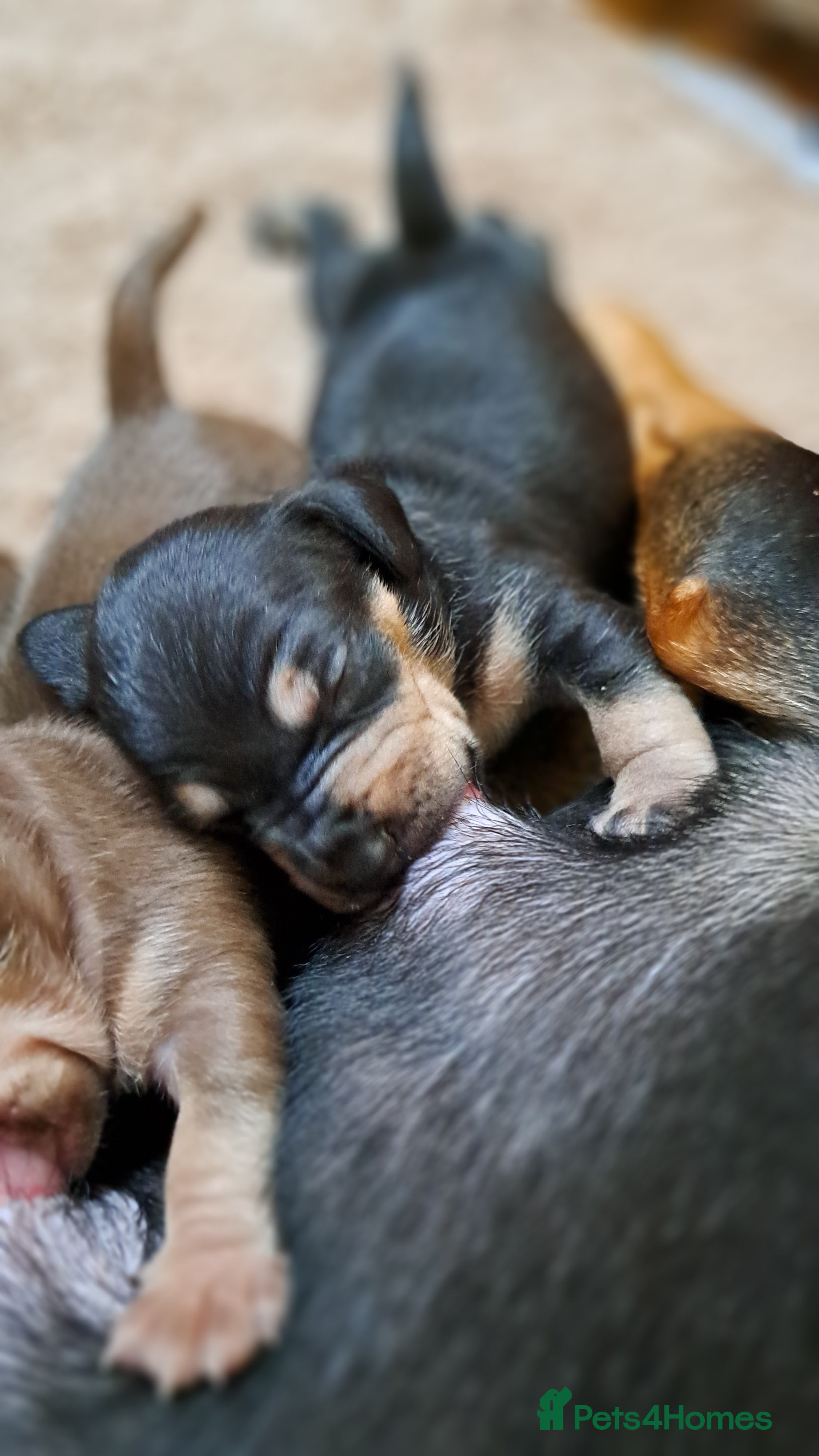 Mixed Breed dogs Miniature Dachshund X Frenchie. - Advert 9