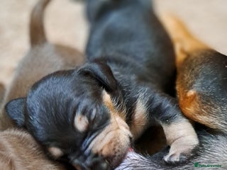 Mixed Breed dogs Miniature Dachshund X Frenchie. - Advert 9