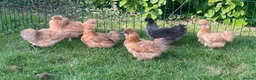 Chickens poultry for sale: Silkie hens - Advert 3