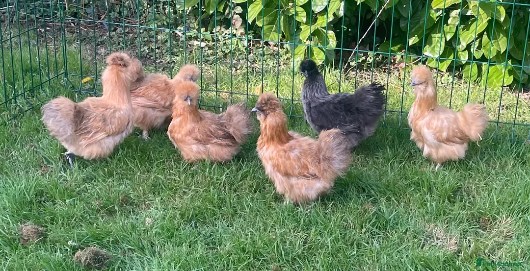 Chickens poultry for sale: Silkie hens - Advert 3