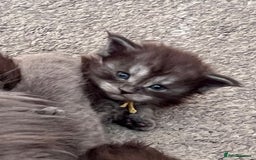 Maine Coon cats for sale: Reserve your dream kitten now - Image 16