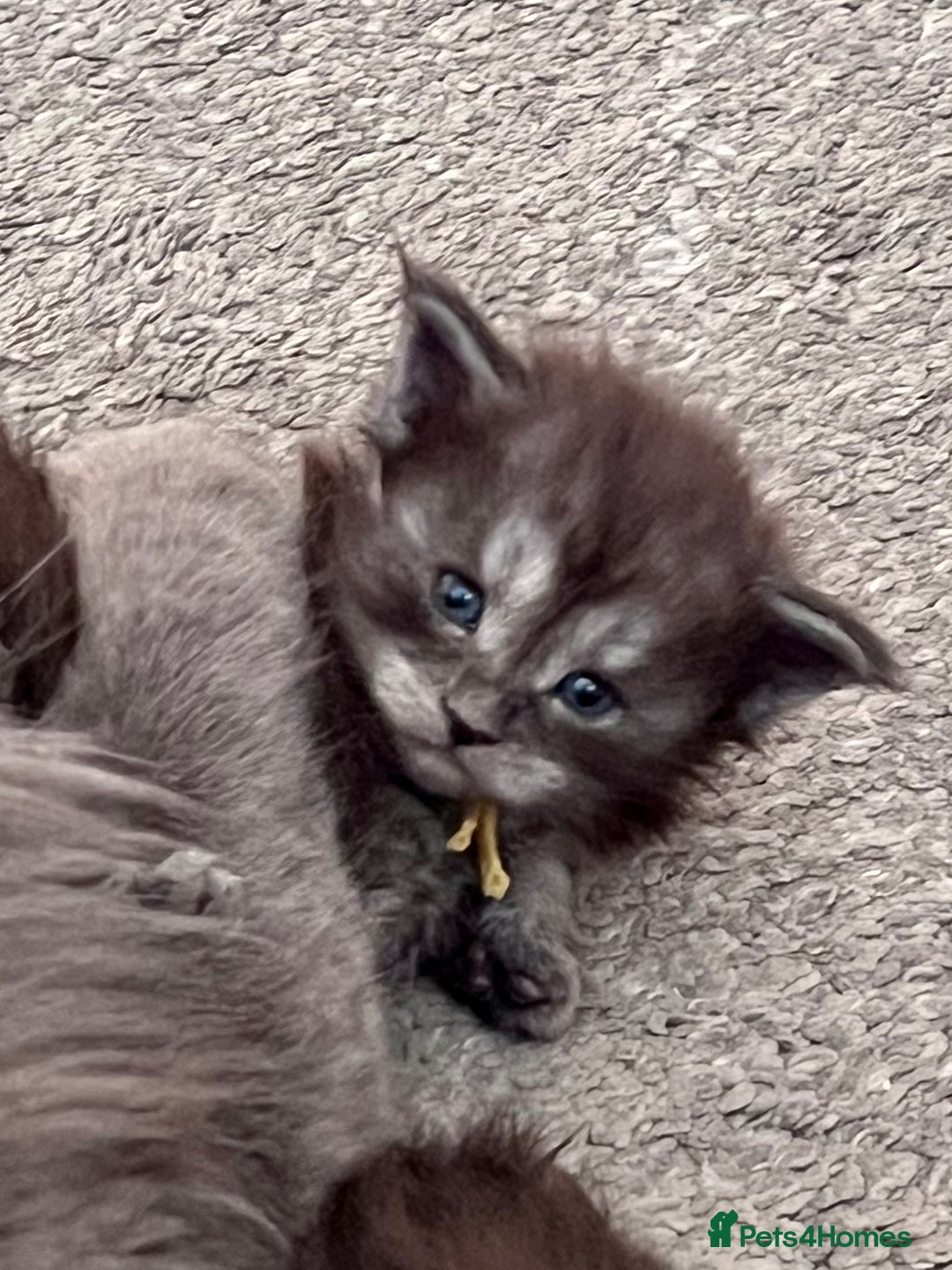 Maine Coon cats for sale: Reserve your dream kitten now - Image 16