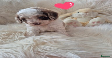 Cockapoo dogs - Advert 6