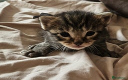 Russian Blue cats for sale: Mix Russian Blue and Maine Coon - Image 9