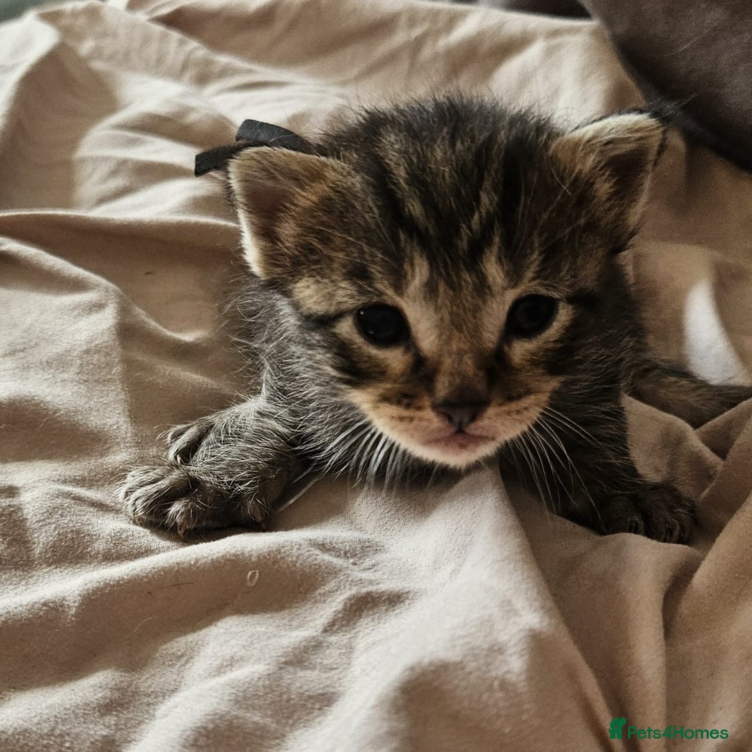 Russian Blue cats for sale: Mix Russian Blue and Maine Coon - Image 9