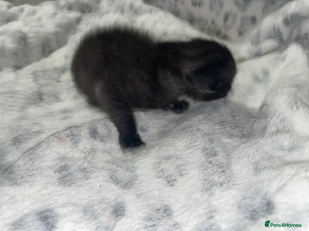Mixed Breed cats for sale: Beautiful black kitten - Advert 14