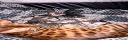 Bengal cats for sale: Bengal Kittens-Beautiful Rosettes – Family Raised - Advert 15