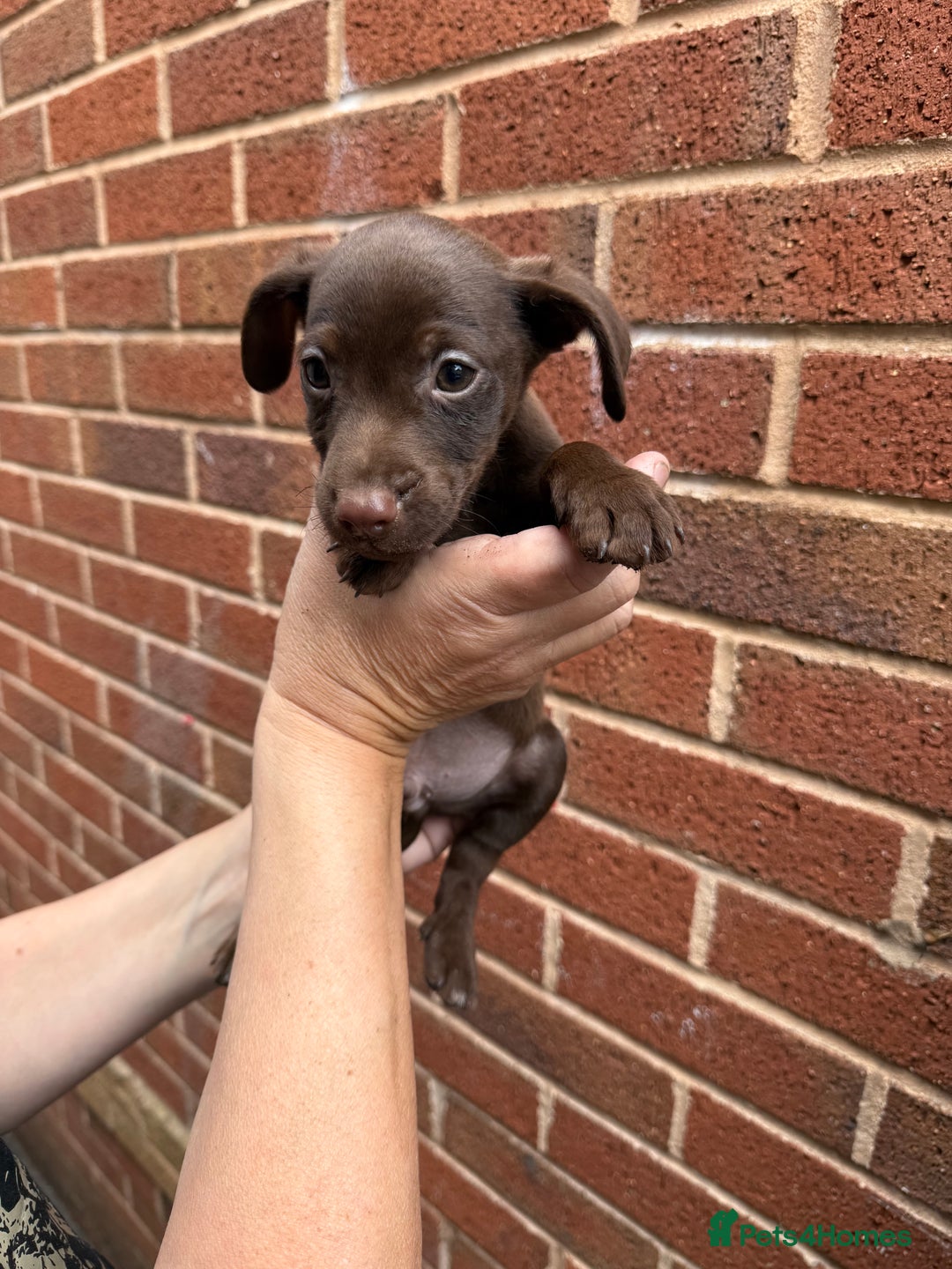 Mixed Breed dogs for sale: Cocker/ Patterdale  - Image 5