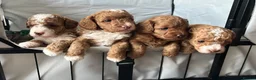 Cockapoo dogs for sale: STUNNING F1B COCKAPOO – LAST BOY AVAILABLE! 💙🐾 in Coventry - Advert 5