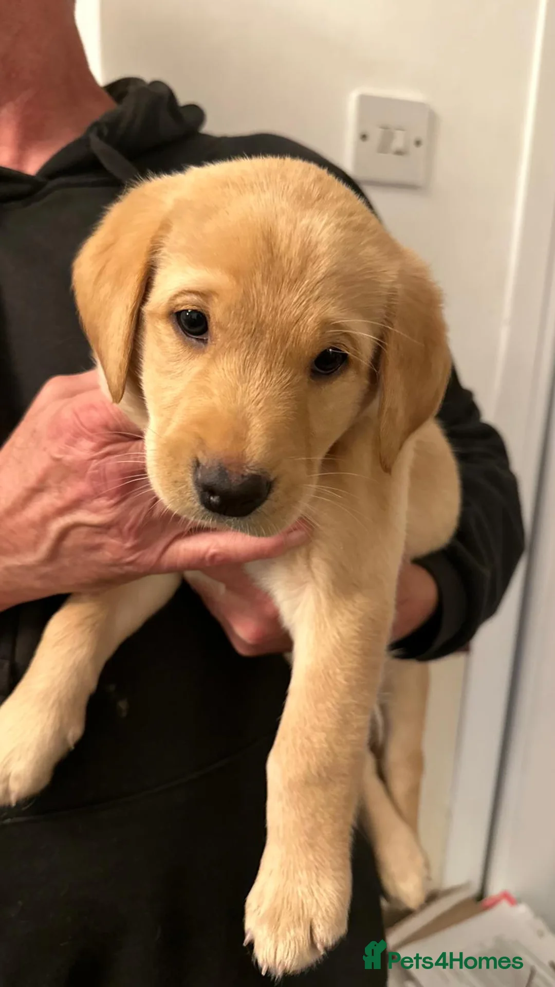 Mixed Breed dogs for sale: Elite Working Cross: Tollerdor in Basildon - Advert 5
