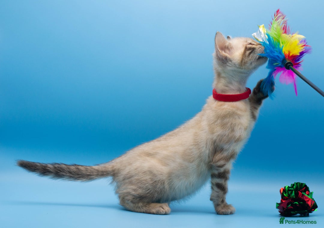 Bengal cats for sale: Beautiful TICA Registered Bengal Kittens - Advert 8