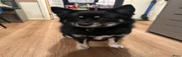 Pomsky dogs for sale: Coco the Pomsky deserves the perfect home in Colchester - Advert 2