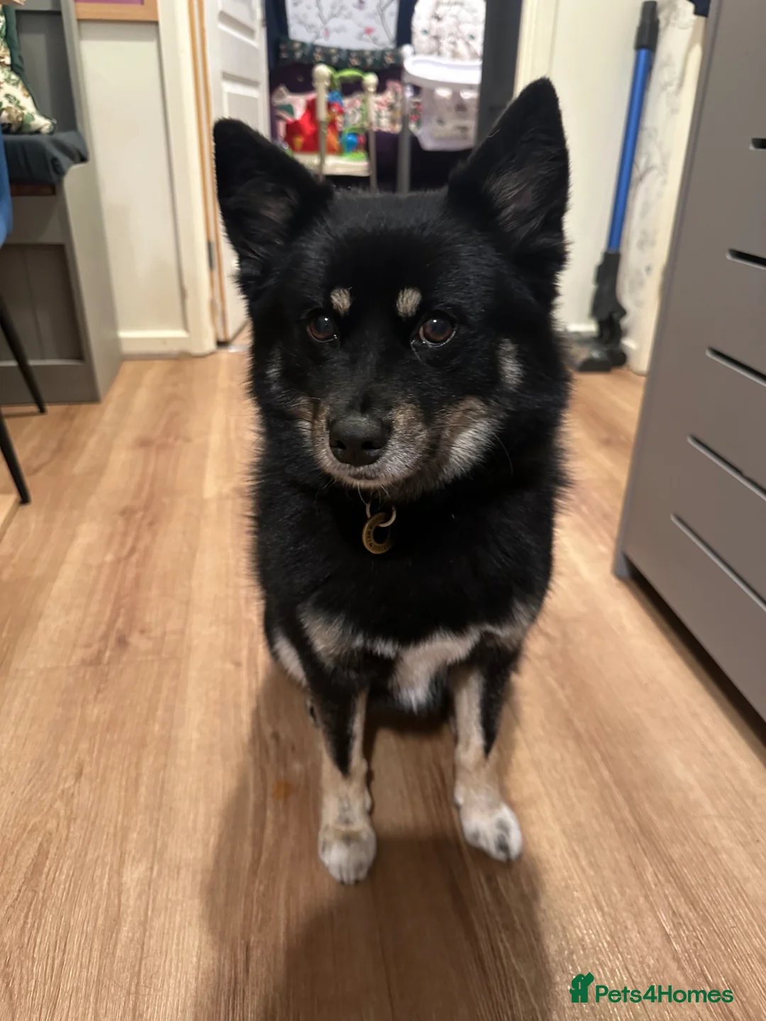 Pomsky dogs for sale: Coco the Pomsky deserves the perfect home in Colchester - Advert 2
