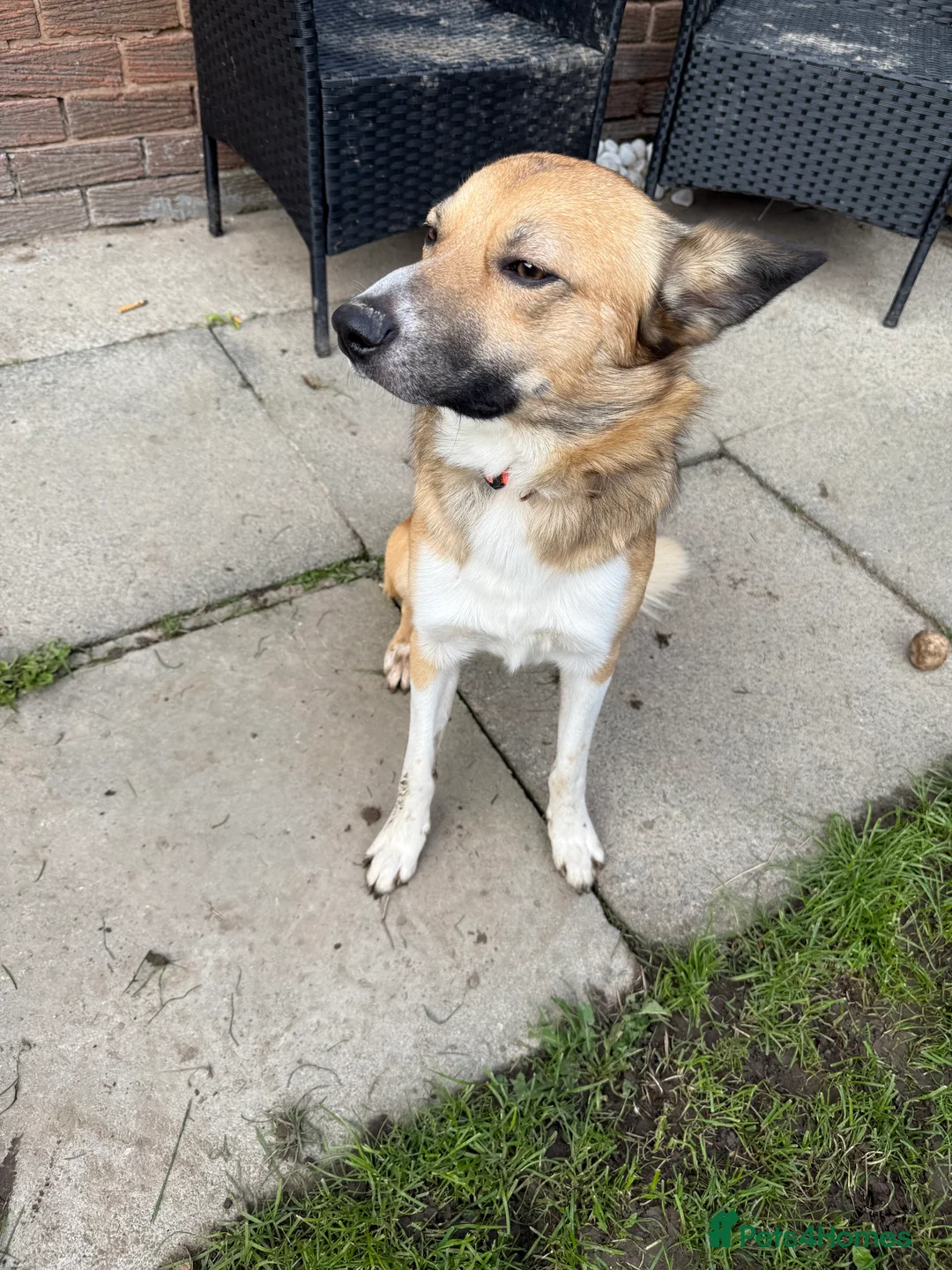 Mixed Breed dogs for sale: Looking for his forever home  - Advert 2