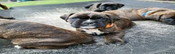 Boxer dogs for sale: Bobtail/tail Boxer Puppy in Ipswich - Advert 4