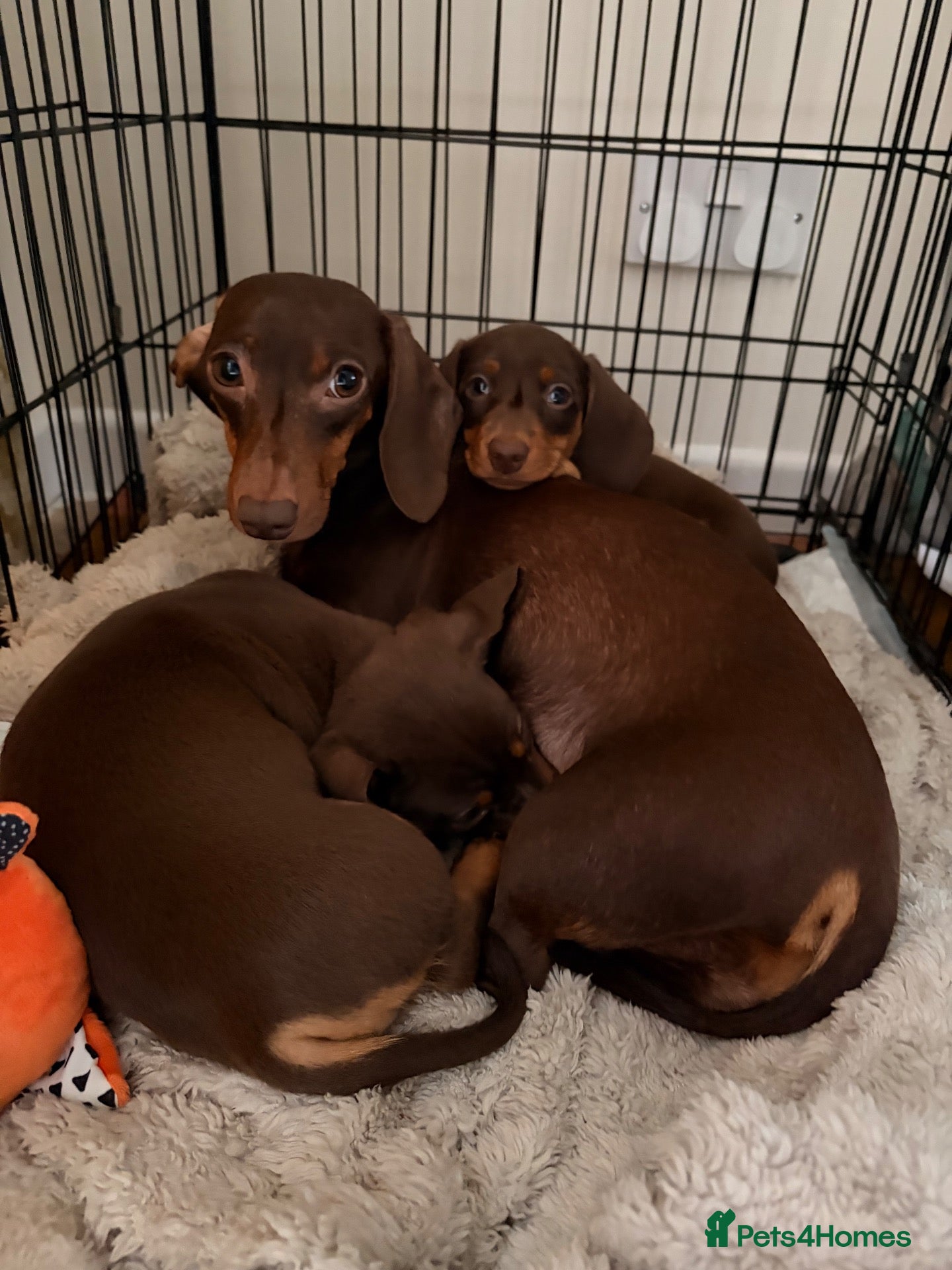 Miniature Dachshund dogs for sale: Gorgeous Miniature Dachshunds for sale, Ready NOW! - Advert 10