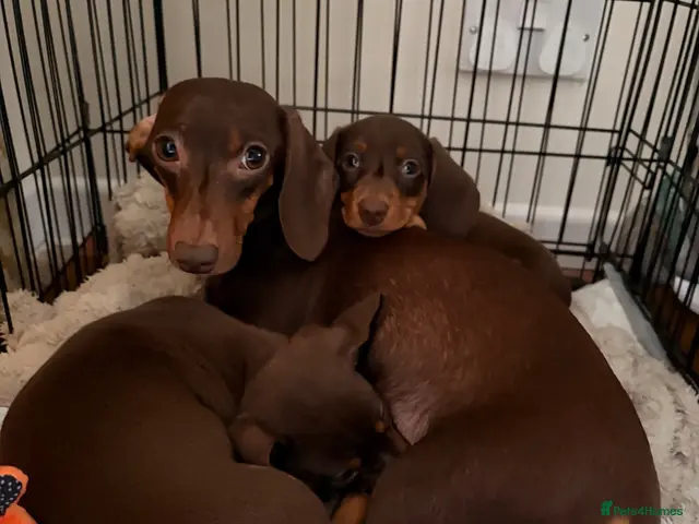 Miniature Dachshund dogs for sale: Gorgeous Miniature Dachshunds for sale, Ready NOW! - Advert 10