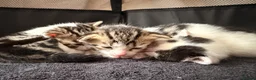 Mixed Breed cats for sale: Mixed white and tabbby kittens  - Advert 2