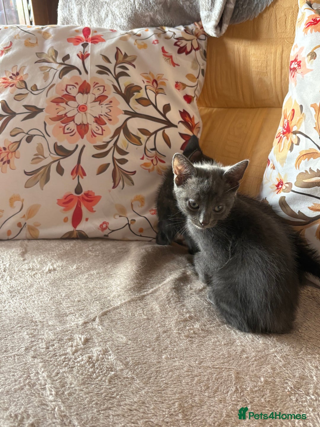 Mixed Breed cats for sale: Grey kittens for sale - Image 7