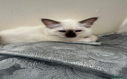 Birman cats for sale: Lovely Birman kittens  - Image 22