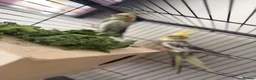 Cockatiels birds for sale: Cockatiels  - Advert 6