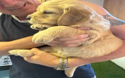 Golden Retriever dogs for sale: Stunning puppies  in Market Rasen - Image 12