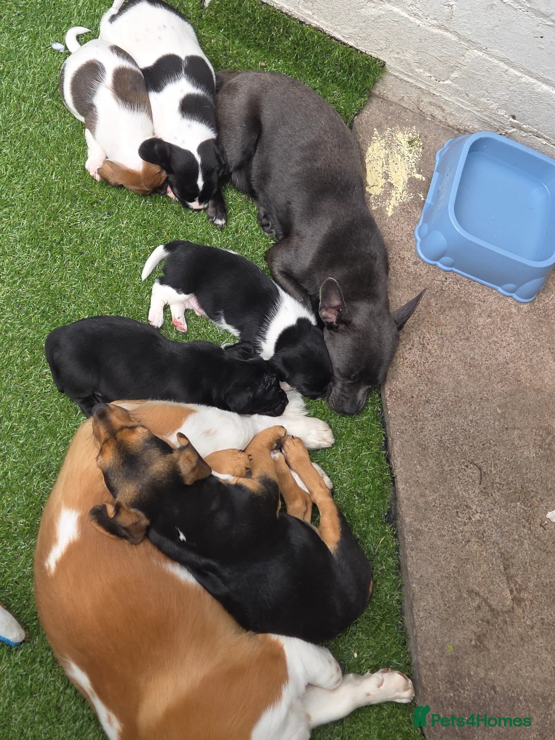 Mixed Breed dogs for sale: King Charles Cavalier x  - Advert 2