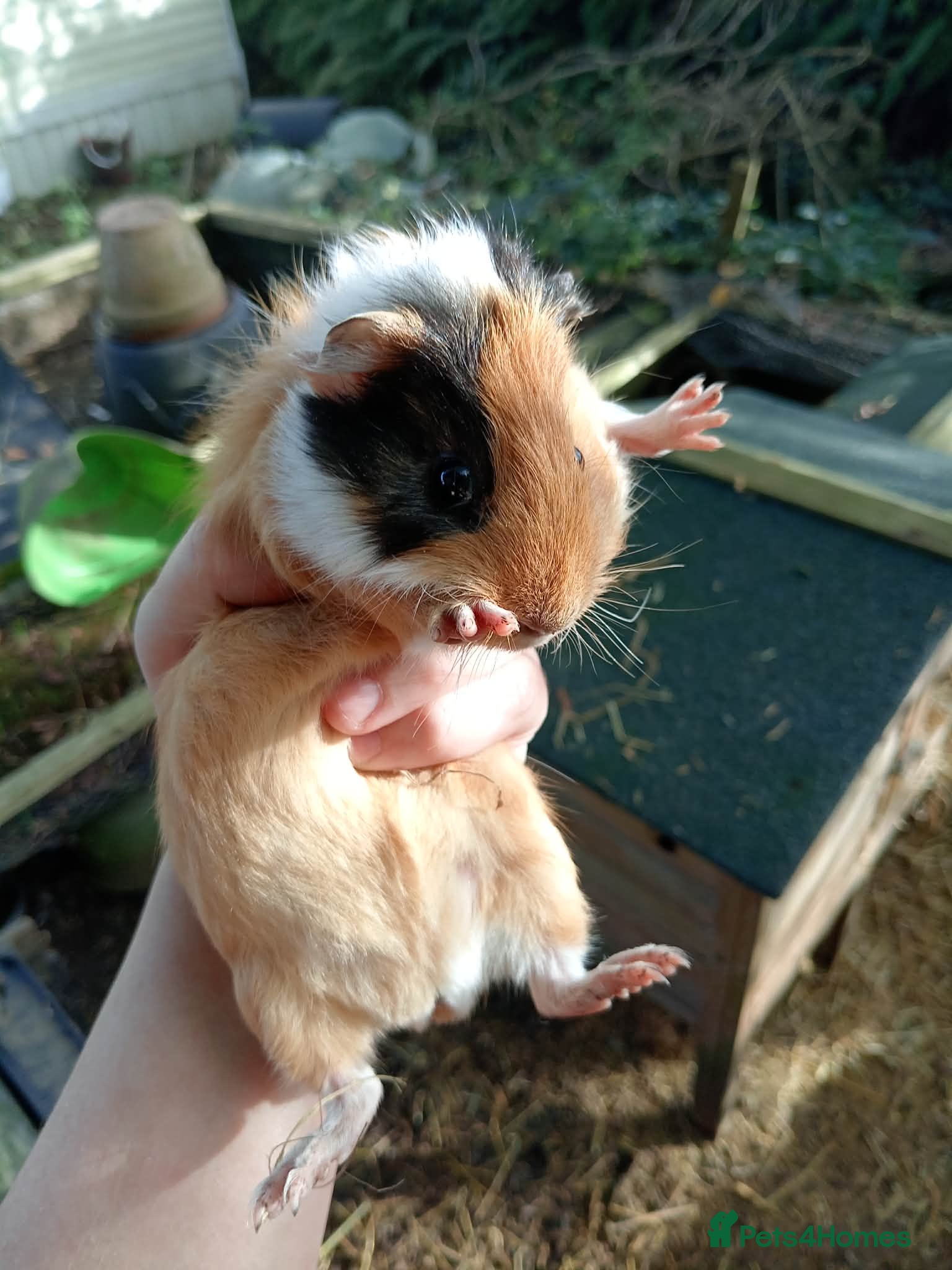 Guinea Pig rodents 4 Female guinea piggies *EDIT - 2 SOLD - 2 PENDING - Advert 11