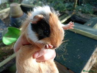 Guinea Pig rodents 4 Female guinea piggies available now - Advert 1