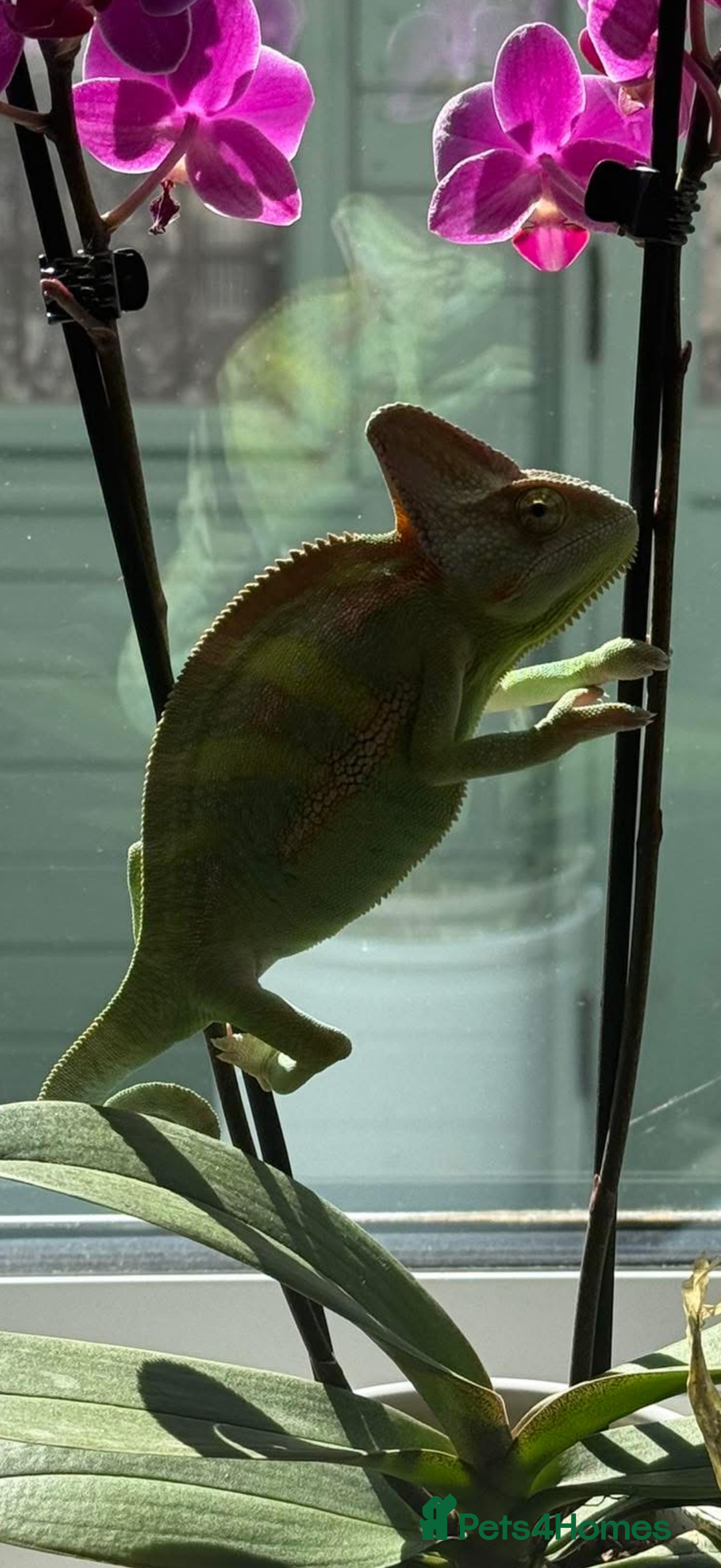 Chameleon reptiles for sale: Yemen chameleon plus vivarium and full set up  - Advert 5