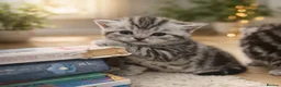 British Shorthair cats for sale: GCCF BSH silver tabby and silver chinchilla girls - Advert 20