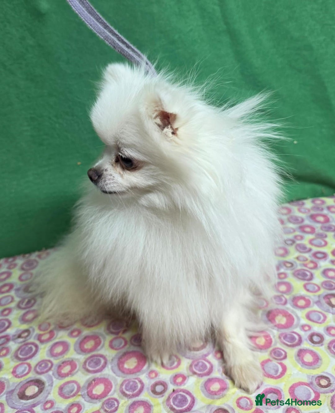 Pomeranian dogs for adoption: PEARL – Pomeranian (Female) - Advert 2