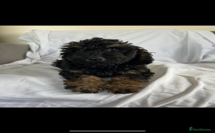 Cockapoo dogs - Advert 2