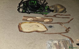 Python Snake reptiles for sale: Python snake + viv/set up - Image 5