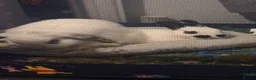 Mixed Breed rabbits for sale: 1 lop eared 1 dwaf  - Advert 2
