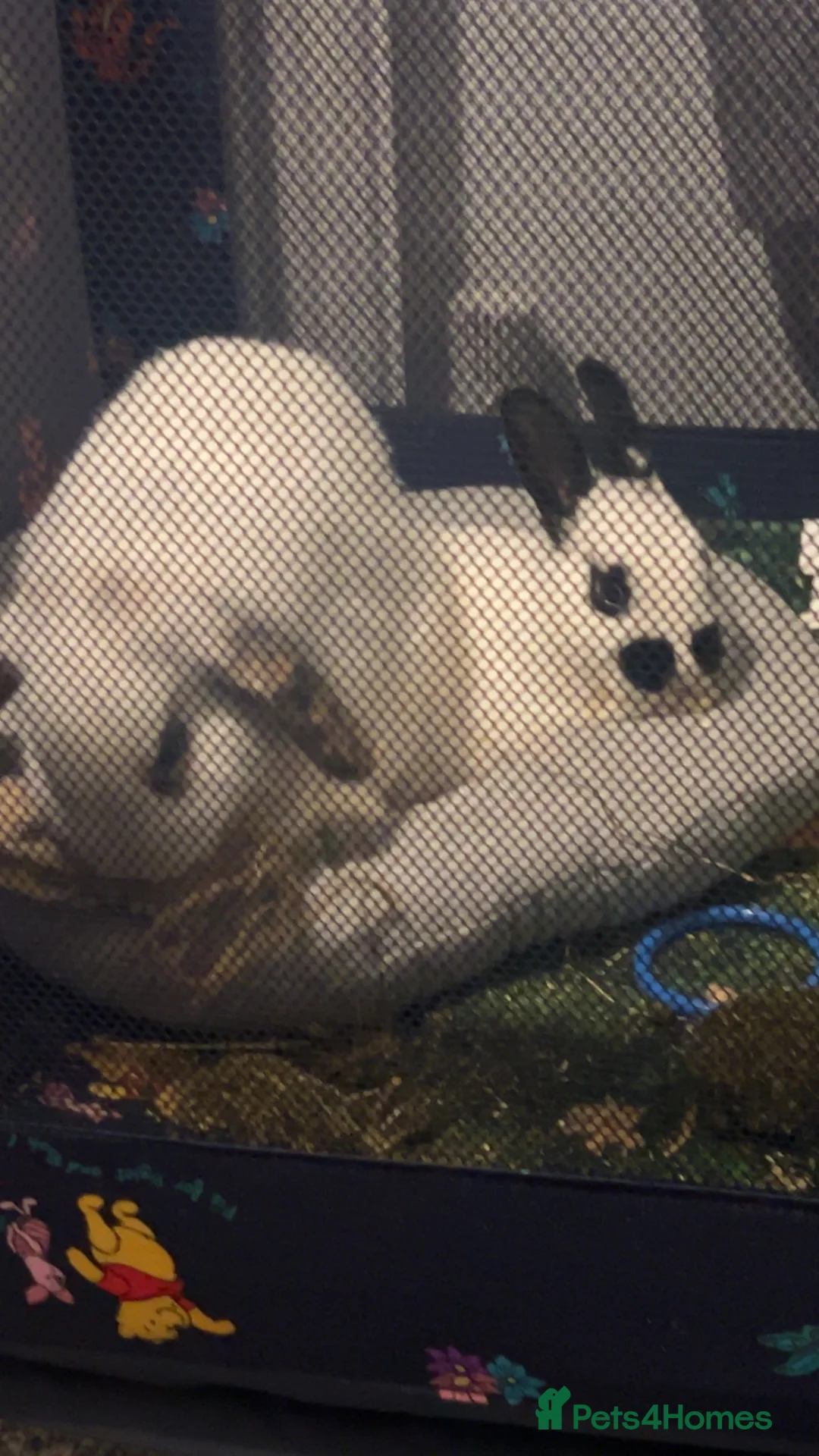 Mixed Breed rabbits for sale: 1 lop eared 1 dwaf  - Advert 2