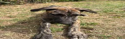 Lurcher dogs for sale: The last 2 lurcher pups.  in Skegness - Advert 17