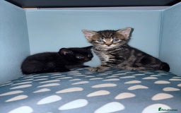 British Shorthair cats for sale: 5 beautiful kittens  - Image 8