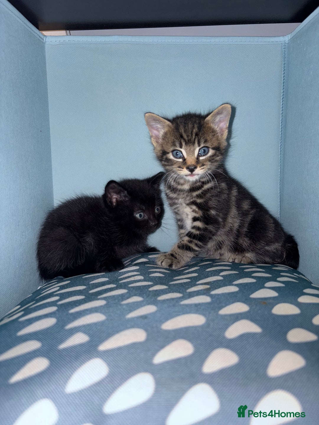 British Shorthair cats for sale: 5 beautiful kittens  - Image 8