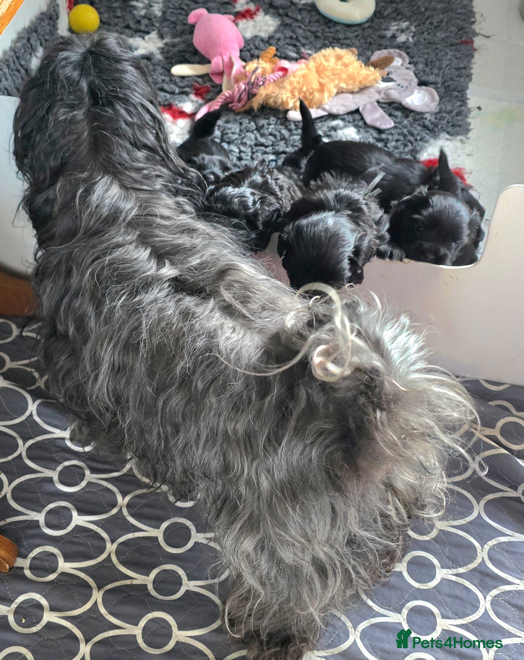 Havanese dogs The Dog of the 21st Century! - Advert 10