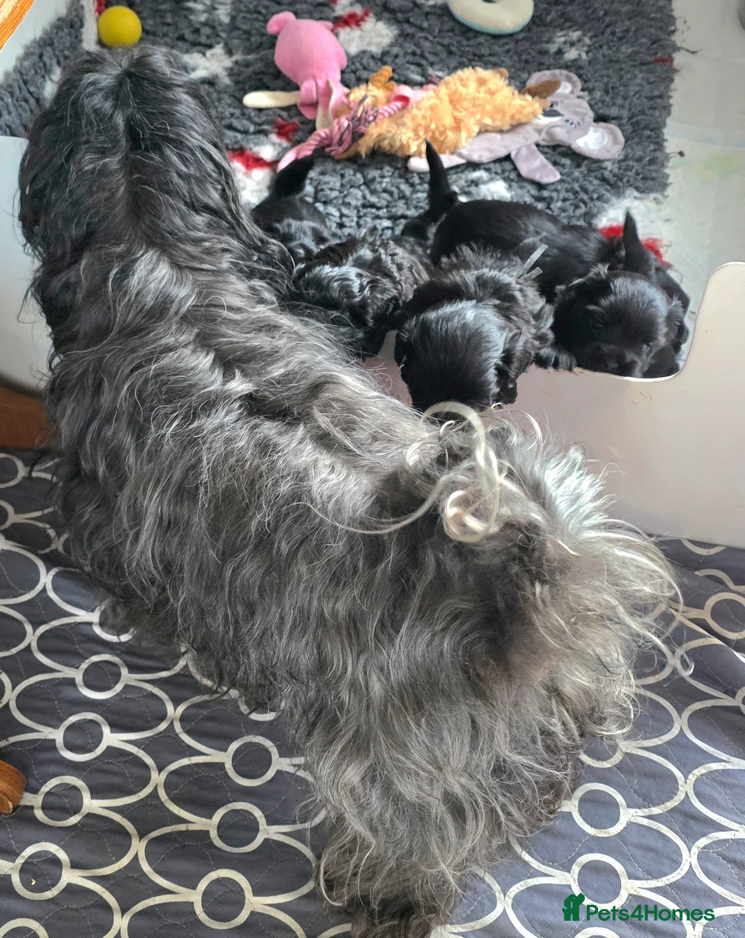 Havanese dogs for sale: The Dog of the 21st Century! in Haverfordwest - Advert 2