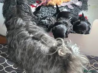 Havanese dogs The Dog of the 21st Century! - Advert 10