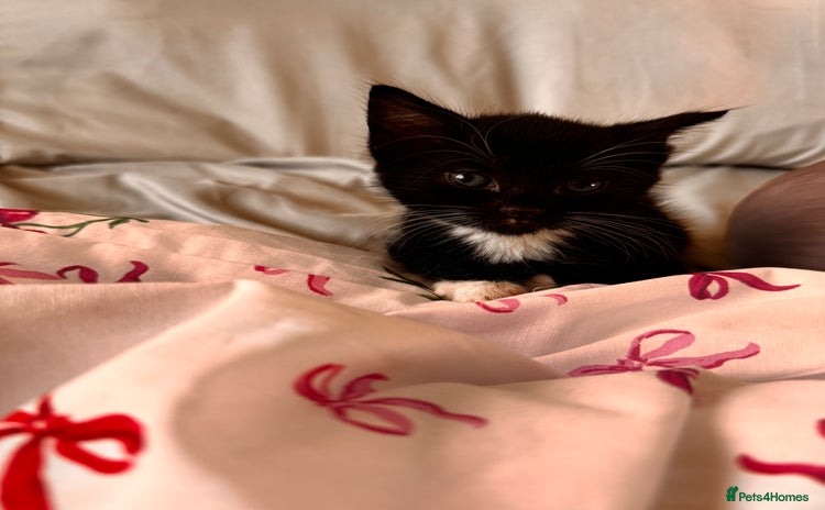 Domestic Shorthair cats - Advert 1