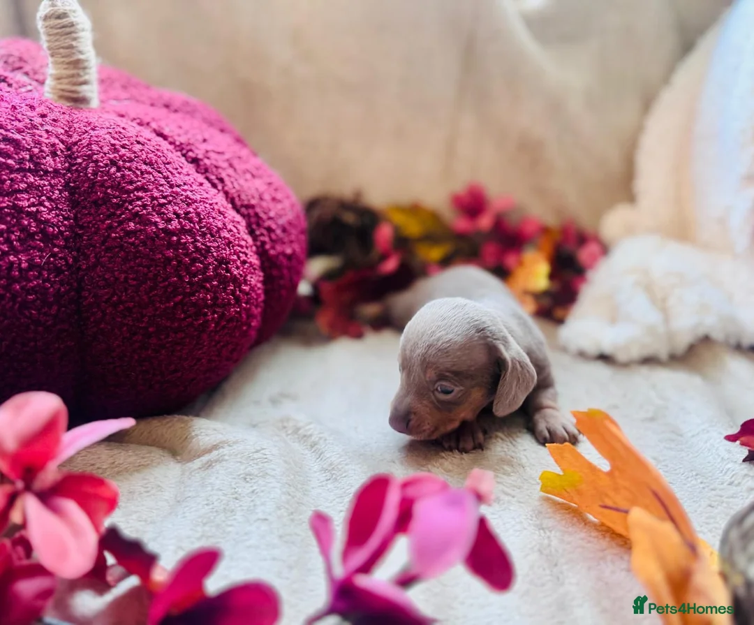 Miniature Dachshund dogs for sale: Beautiful Miniature Dachshund Puppies  - Advert 17
