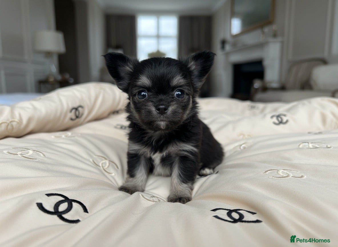 Chihuahua dogs for sale: Exquisite long coat chihuahuas  - Advert 2