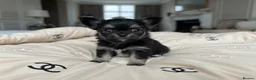 Chihuahua dogs for sale: Exquisite long coat chihuahuas  - Advert 10