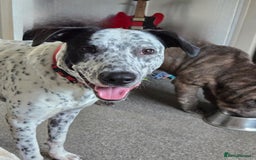 Mixed Breed dogs for sale: Dalmation heeler 9 months old - Image 2