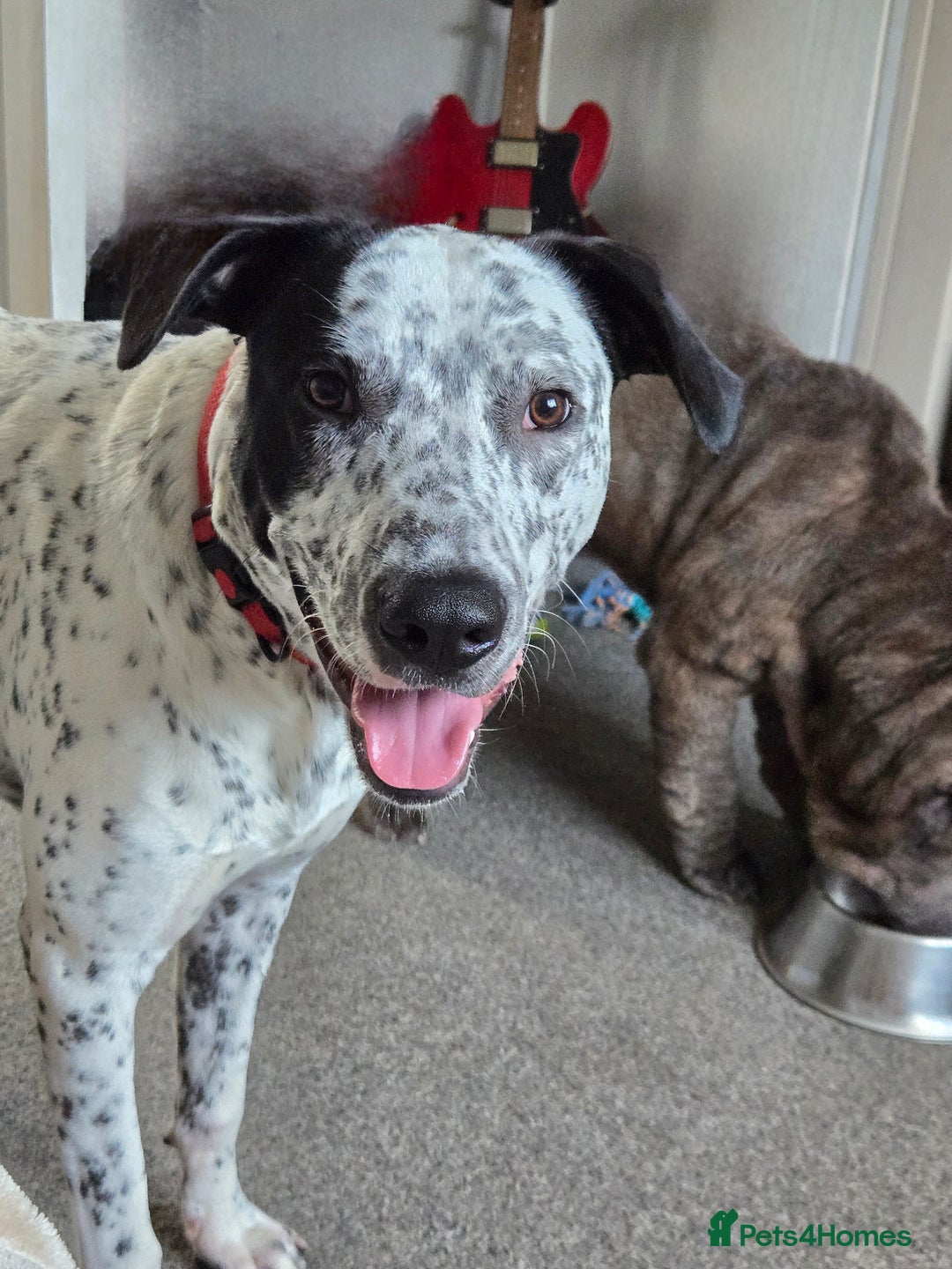 Mixed Breed dogs for sale: Dalmation heeler 9 months old - Image 2