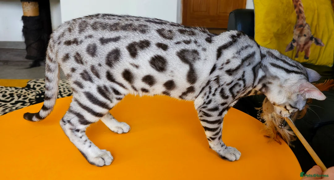 Bengal cats for sale: Exceptional Silver Rosetted Boy Available  - Advert 22